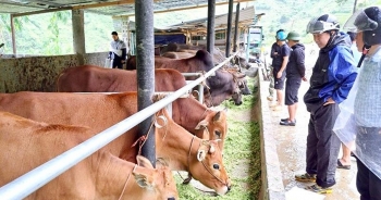 doi thay o vung cao tram tau
