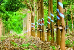 thaco tham gia chuoi cung ung linh kien nhua toan cau