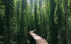 du lich thang 3 ve ly son mua toi bien xanh nang vang