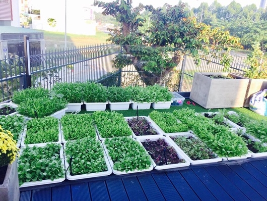 ghe tham khu vuon trong mo nha sao viet