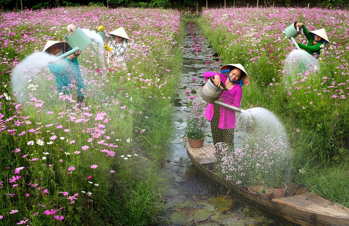 anh mua hoa sung chup o chua huong dat giai nhat cuoc thi quoc te