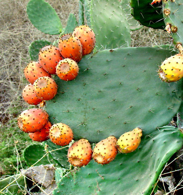 la mieng voi cac mon an cua dat nuoc israel