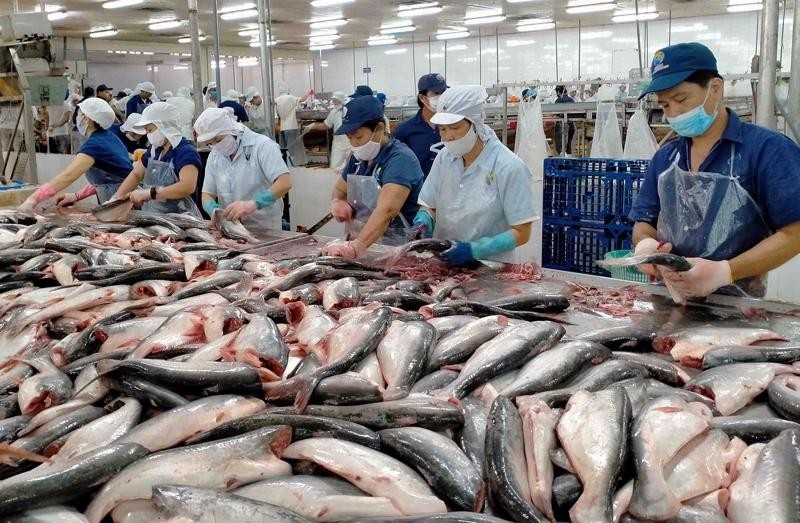Các doanh nghiệp cá tra ở ĐBSCL đang nỗ lực để vượt qua những thách thức do dịch bệnh đưa đến