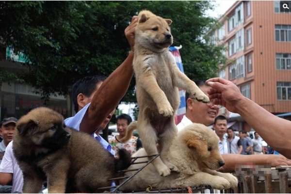 2641 dog