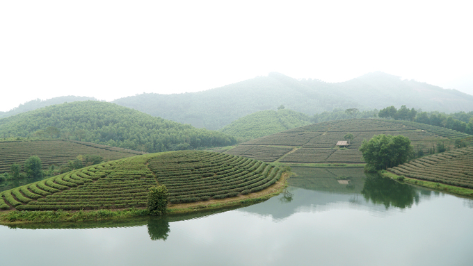 oc dao che co mot khong hai o vung bien gioi viet nam