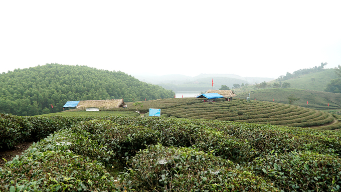 oc dao che co mot khong hai o vung bien gioi viet nam