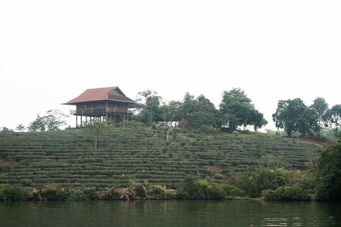 oc dao che co mot khong hai o vung bien gioi viet nam