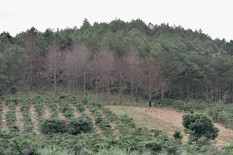 da lat xo lech va nhung noi buon cua thanh pho suong