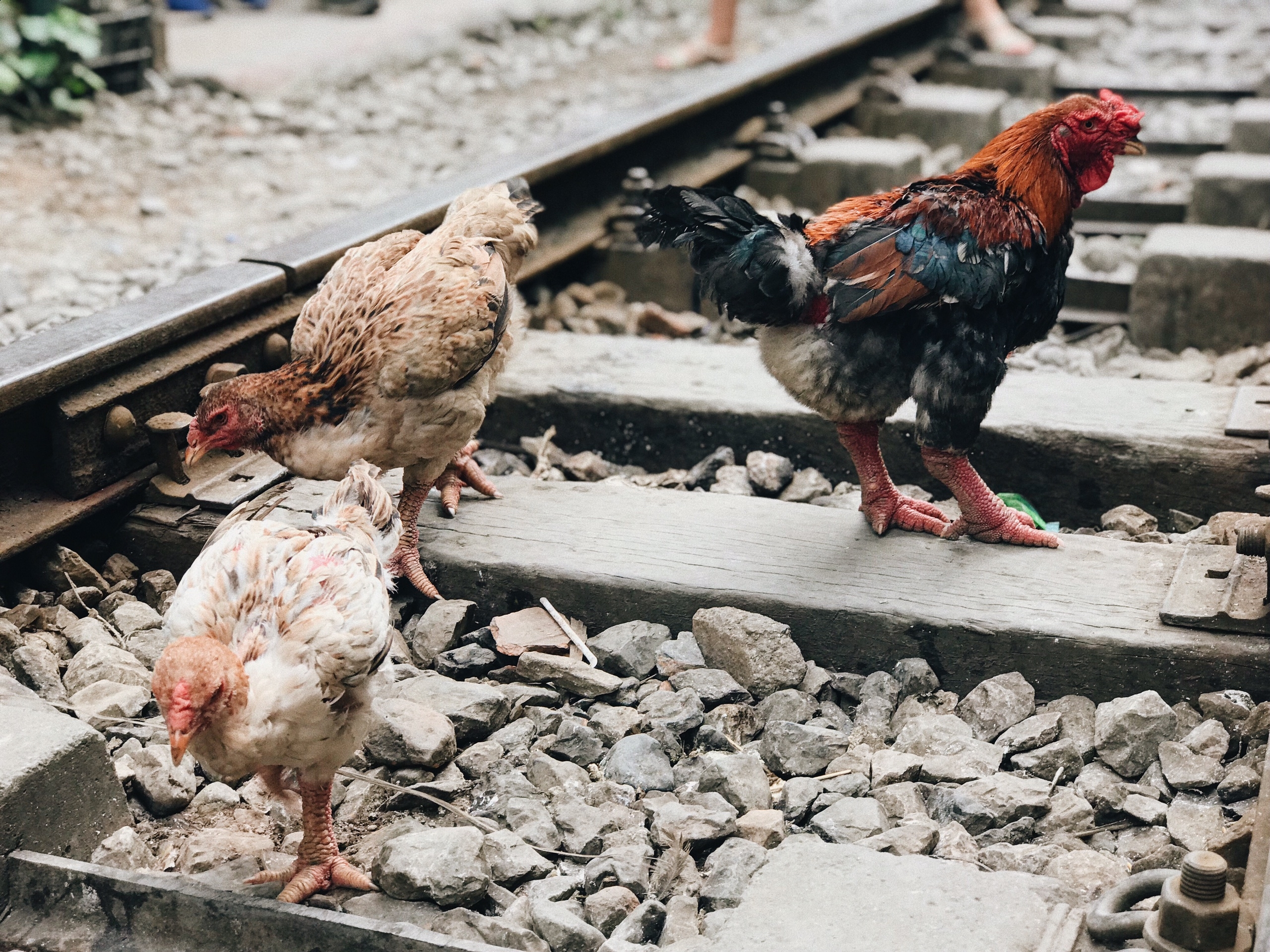 Phố đường tàu Hà Nội: Từ dấu lặng tới khúc cong huyền thoại pho duong tau ha noi tu dau lang toi khuc cong huyen thoai