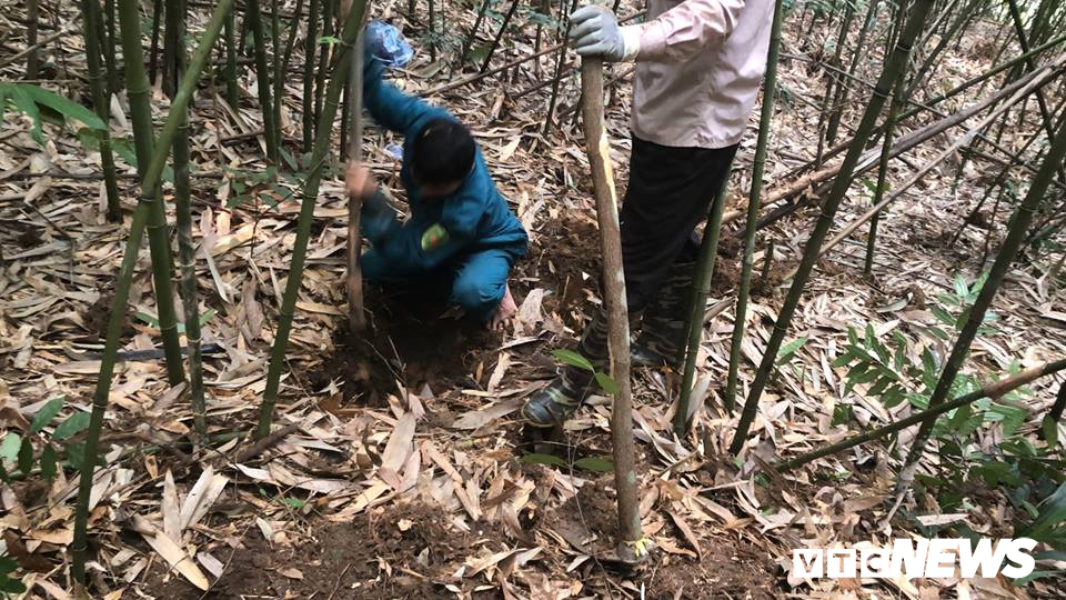 Săn lùng loài chuột khổng lồ trong rừng tây Yên Tử san lung loai chuot khong lo trong rung tay yen tu