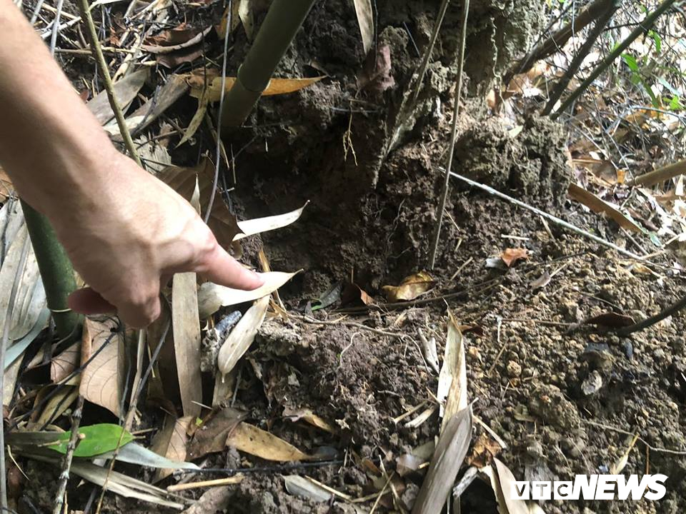 Săn lùng loài chuột khổng lồ trong rừng tây Yên Tử san lung loai chuot khong lo trong rung tay yen tu