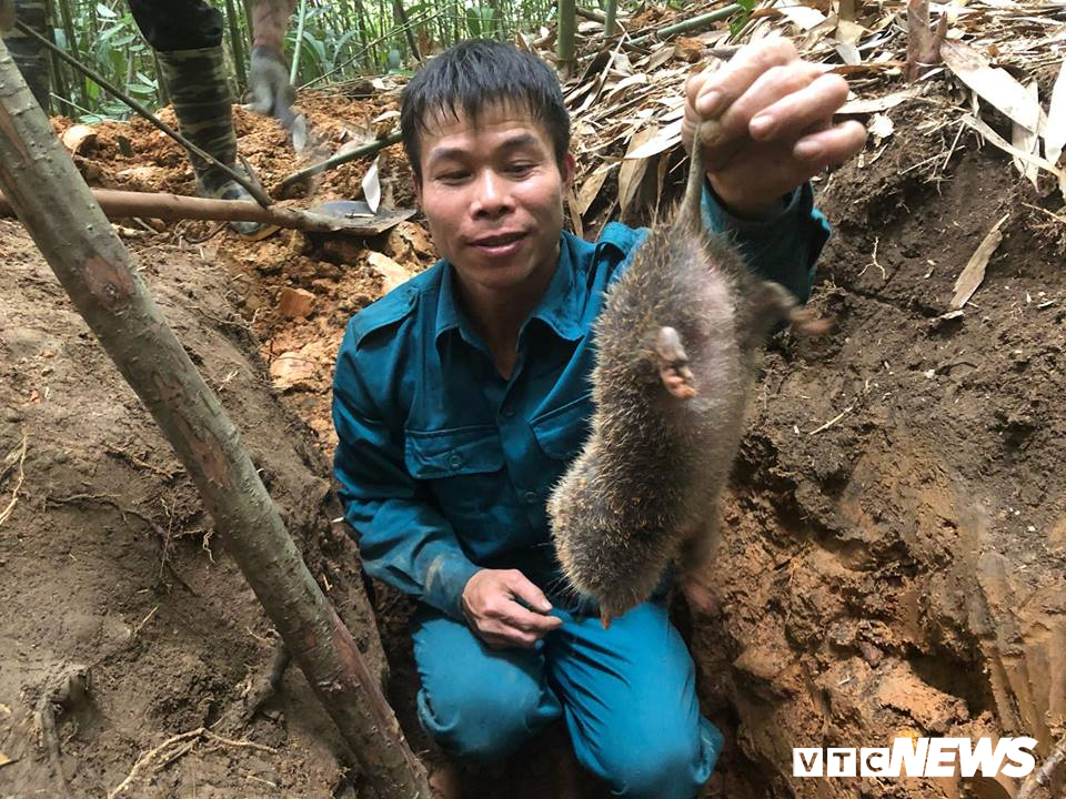 Săn lùng loài chuột khổng lồ trong rừng tây Yên Tử san lung loai chuot khong lo trong rung tay yen tu