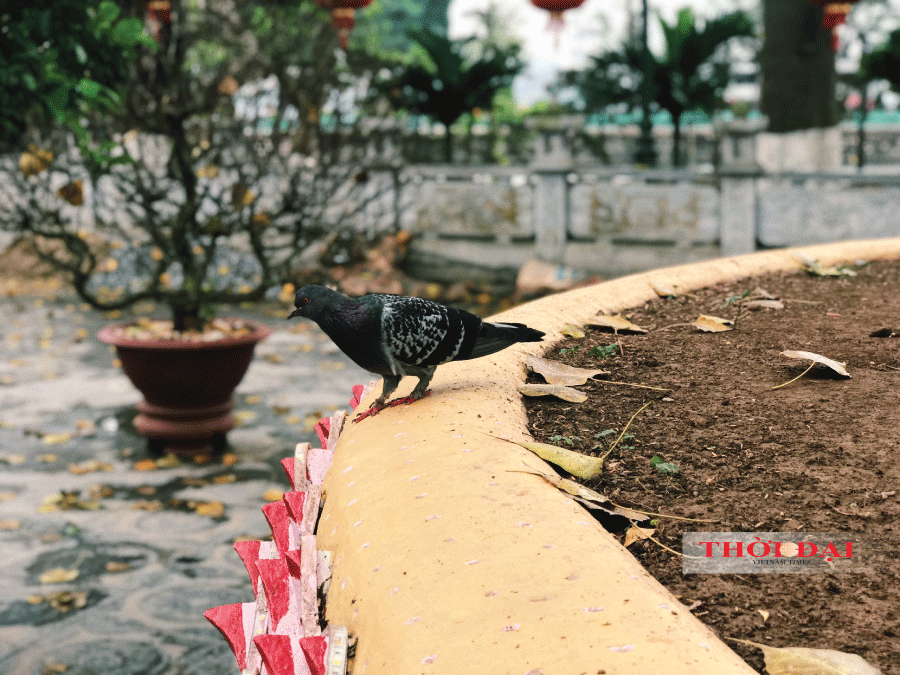 Bên trong ngôi chùa ở Hà Nội lọt top 10 chùa đẹp nhất thế giới có gì? ben trong ngoi chua o ha noi lot top 10 chua dep nhat the gioi co gi