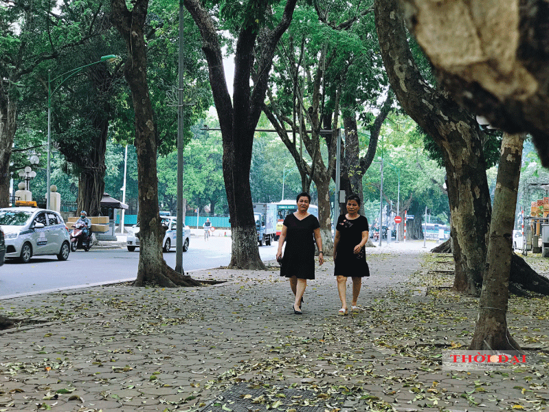 Người Hà Nội kéo nhau đến con đường lãng mạn nhất thủ đô mùa sấu thay lá nguoi ha noi keo nhau den con duong lang man nhat thu do mua sau thay la