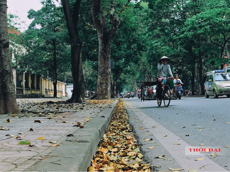 Người Hà Nội kéo nhau đến con đường lãng mạn nhất thủ đô mùa sấu thay lá nguoi ha noi keo nhau den con duong lang man nhat thu do mua sau thay la