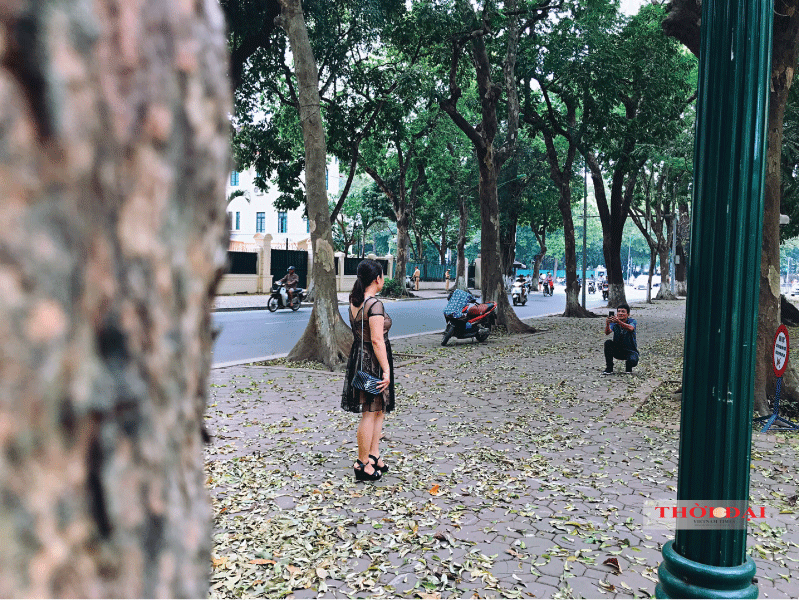 Người Hà Nội kéo nhau đến con đường lãng mạn nhất thủ đô mùa sấu thay lá nguoi ha noi keo nhau den con duong lang man nhat thu do mua sau thay la