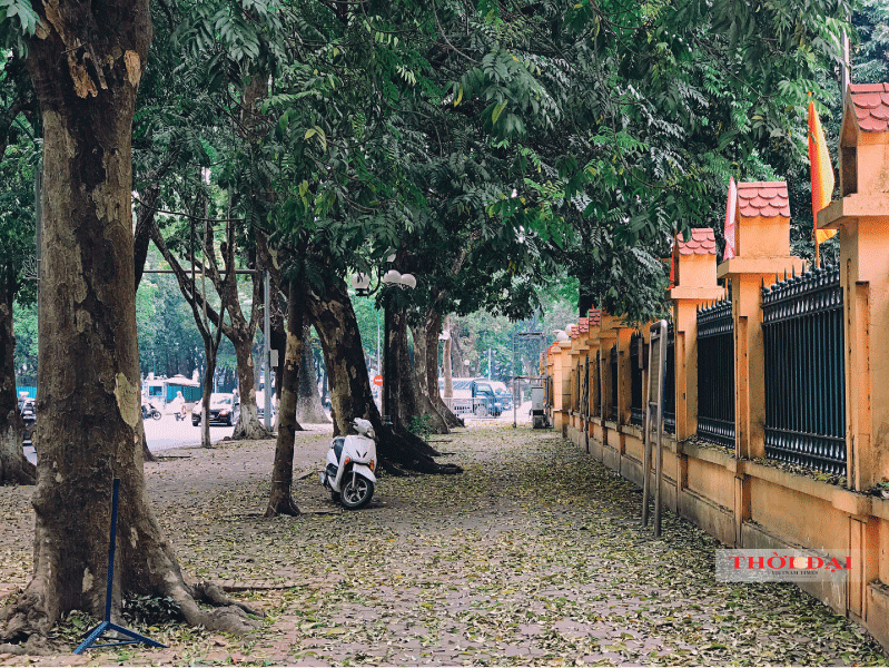 Người Hà Nội kéo nhau đến con đường lãng mạn nhất thủ đô mùa sấu thay lá nguoi ha noi keo nhau den con duong lang man nhat thu do mua sau thay la