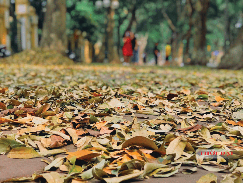 Người Hà Nội kéo nhau đến con đường lãng mạn nhất thủ đô mùa sấu thay lá nguoi ha noi keo nhau den con duong lang man nhat thu do mua sau thay la