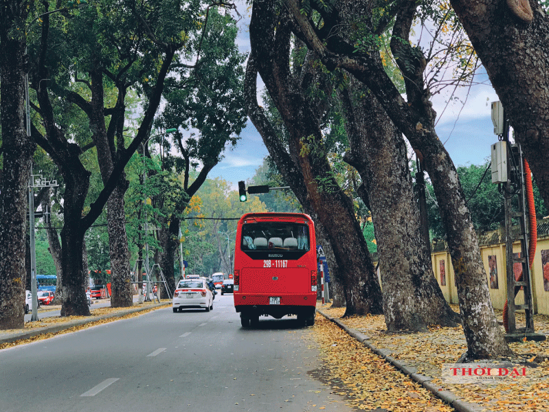 Người Hà Nội kéo nhau đến con đường lãng mạn nhất thủ đô mùa sấu thay lá nguoi ha noi keo nhau den con duong lang man nhat thu do mua sau thay la