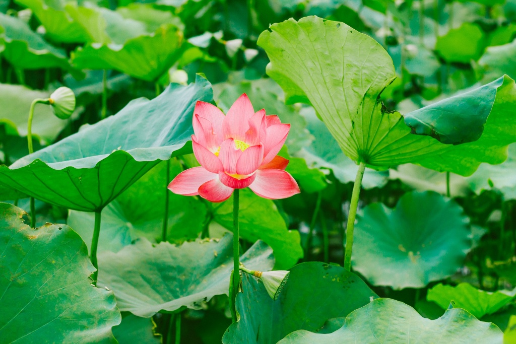 ve quang tri ngam lang sen phuong son no bung trong nang ha