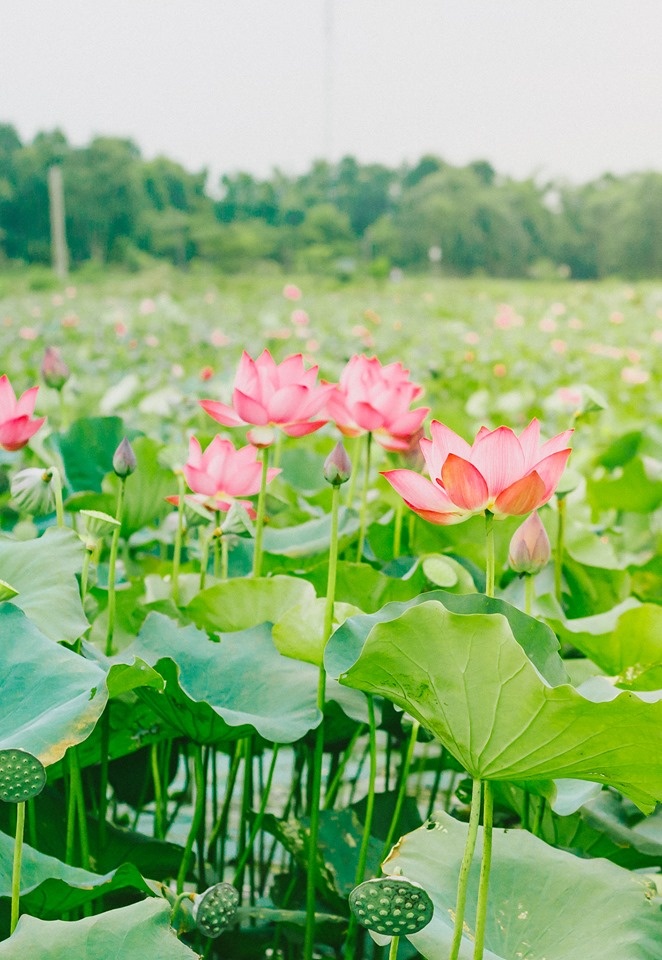 ve quang tri ngam lang sen phuong son no bung trong nang ha