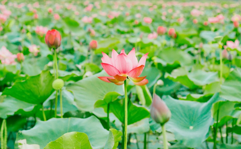 Về Quảng Trị ngắm làng sen Phương Sơn nở bừng trong nắng hạ ve quang tri ngam lang sen phuong son no bung trong nang ha