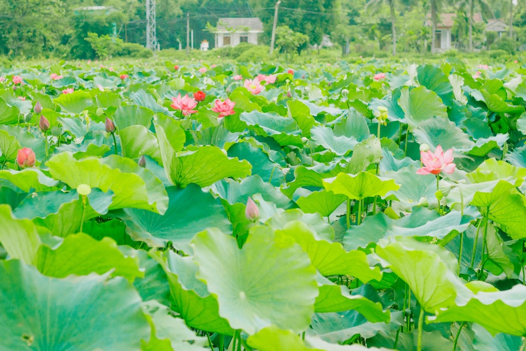 ve quang tri ngam lang sen phuong son no bung trong nang ha