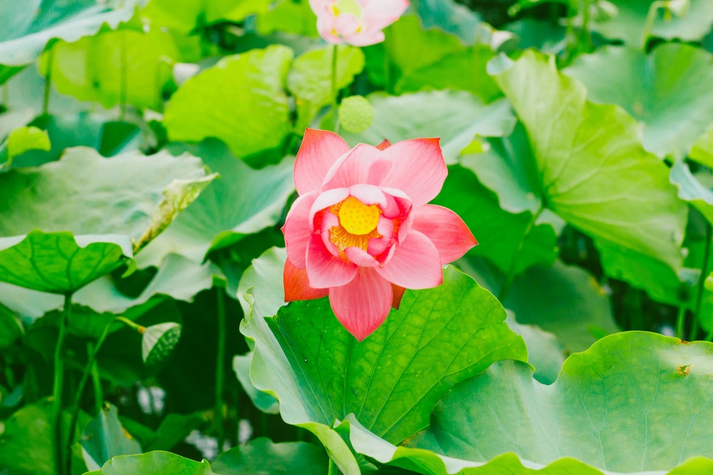 Về Quảng Trị ngắm làng sen Phương Sơn nở bừng trong nắng hạ ve quang tri ngam lang sen phuong son no bung trong nang ha