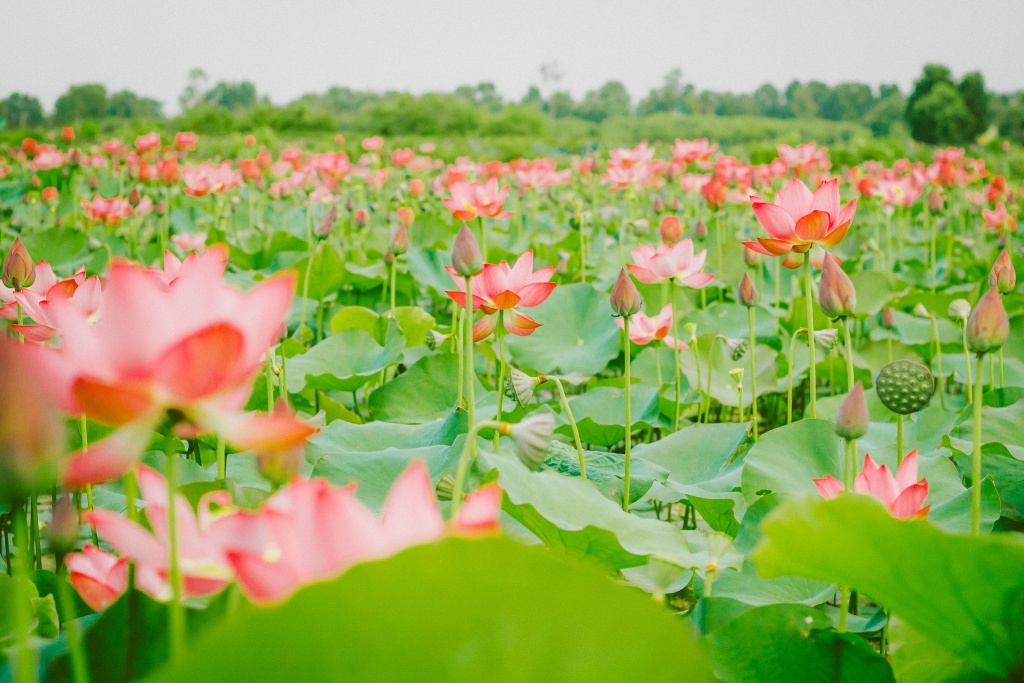 Về Quảng Trị ngắm làng sen Phương Sơn nở bừng trong nắng hạ ve quang tri ngam lang sen phuong son no bung trong nang ha