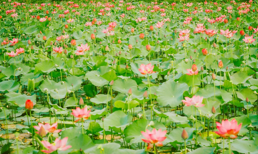 ve quang tri ngam lang sen phuong son no bung trong nang ha
