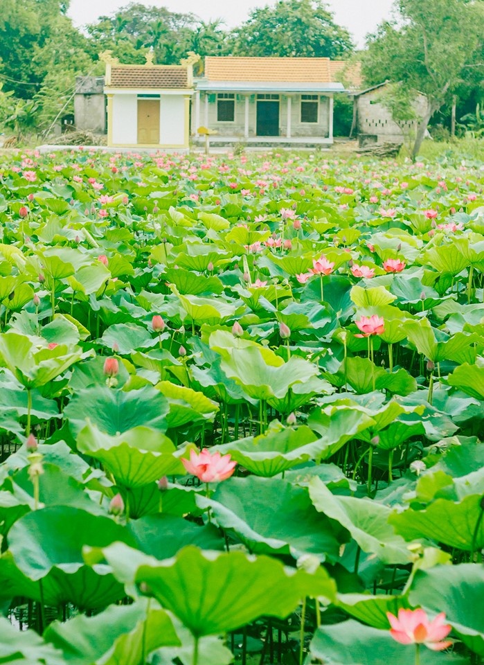 Về Quảng Trị ngắm làng sen Phương Sơn nở bừng trong nắng hạ ve quang tri ngam lang sen phuong son no bung trong nang ha
