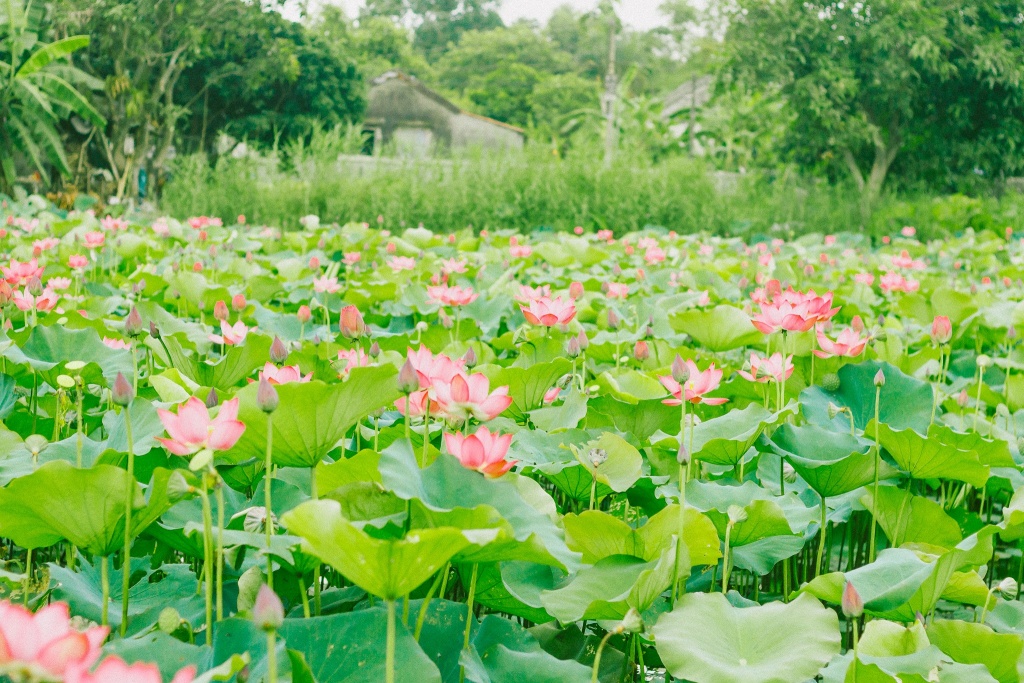 ve quang tri ngam lang sen phuong son no bung trong nang ha