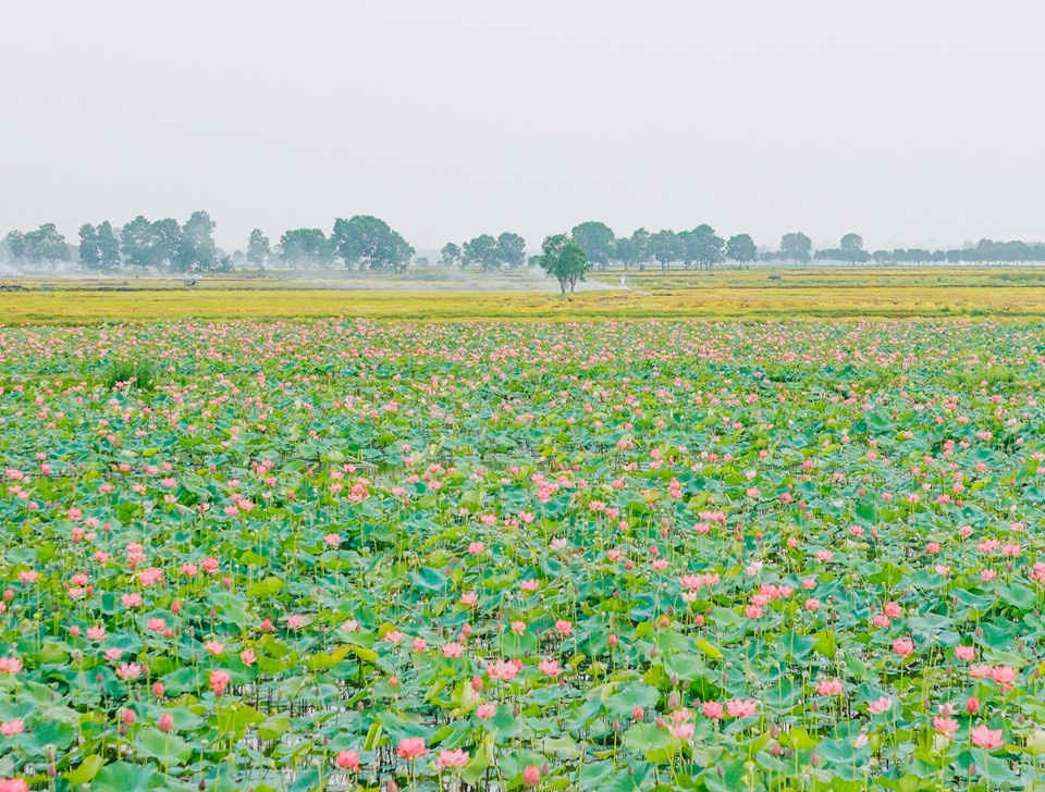 ve quang tri ngam lang sen phuong son no bung trong nang ha