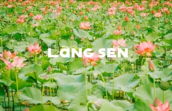 Về Quảng Trị ngắm làng sen Phương Sơn nở bừng trong nắng hạ