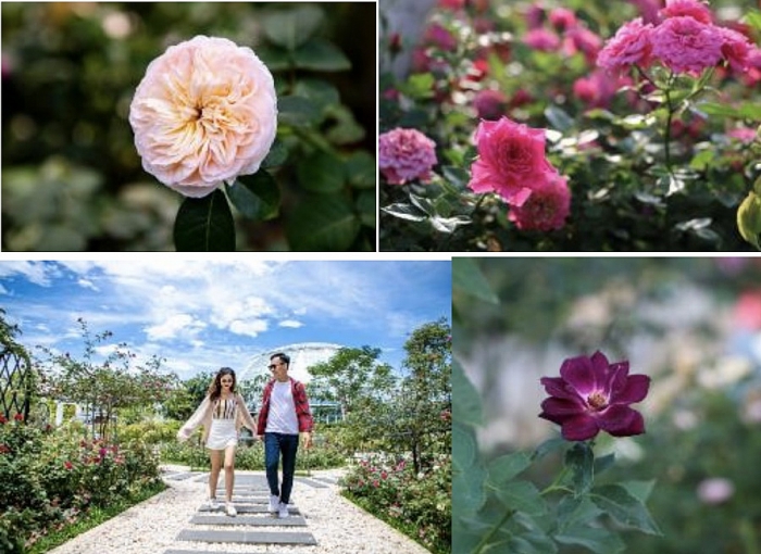 vuot bien kham pha vuong quoc hoa hong trai nghiem moi cuc ngot ngao tai nha trang