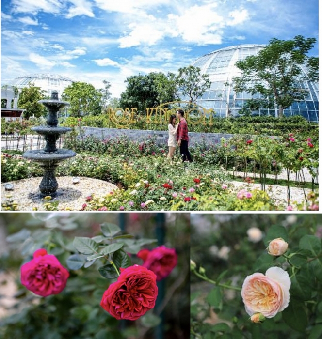 vuot bien kham pha vuong quoc hoa hong trai nghiem moi cuc ngot ngao tai nha trang