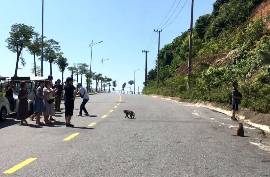 da nang tai dien tinh trang cho khi an banh keo tren ban dao son tra vi chua co che tai xu ly