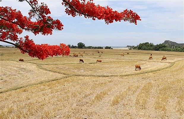 Tiếp tục nâng cao hình ảnh, vai trò của Việt Nam tại diễn đàn UNESCO | Văn hóa | Vietnam+ (VietnamPlus)