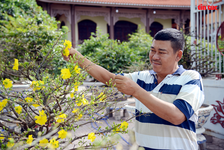 Làng trồng mai vàng thành phố Hồ Chí Minh tất bật vào vụ Tết Chú thích ảnh