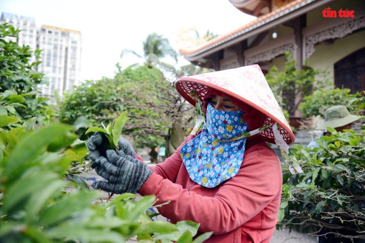 Làng trồng mai vàng thành phố Hồ Chí Minh tất bật vào vụ Tết Chú thích ảnh