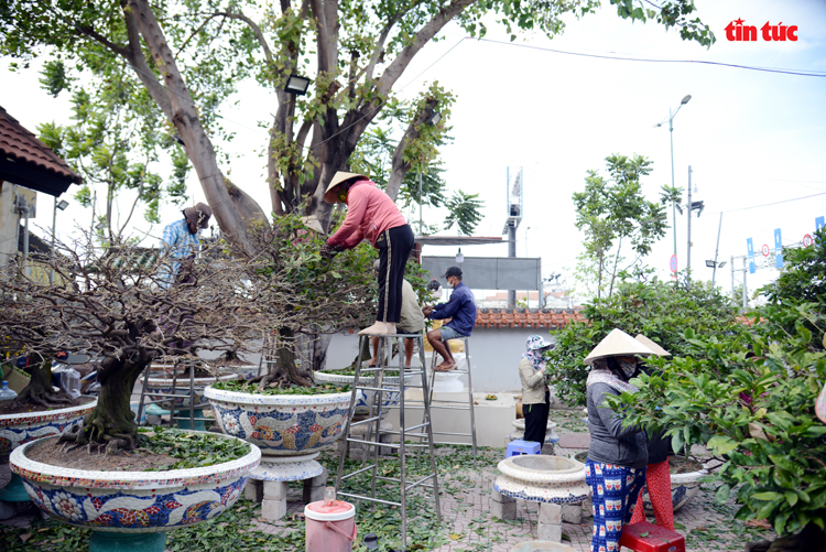 Làng trồng mai vàng thành phố Hồ Chí Minh tất bật vào vụ Tết Chú thích ảnh
