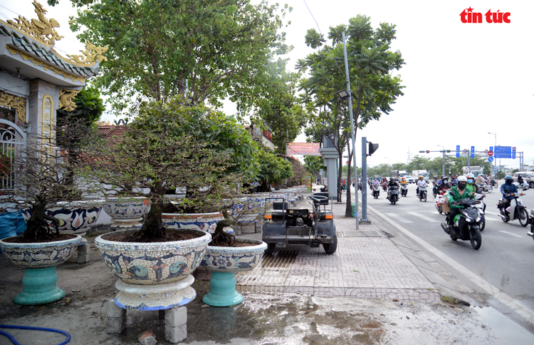 Làng trồng mai vàng thành phố Hồ Chí Minh tất bật vào vụ Tết Chú thích ảnh