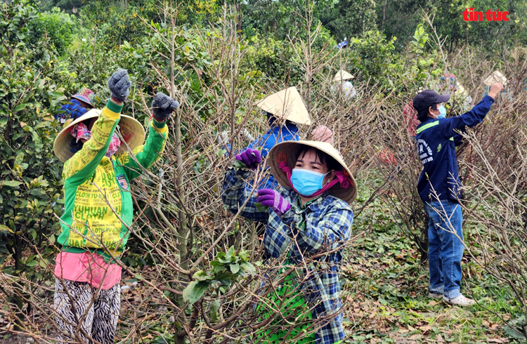 Làng trồng mai vàng thành phố Hồ Chí Minh tất bật vào vụ Tết Chú thích ảnh