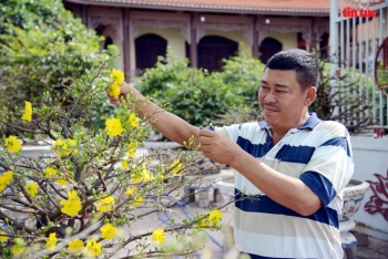 lang trong mai vang thanh pho ho chi minh tat bat vao vu tet