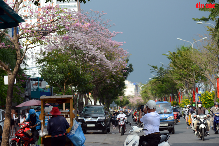 Ngắm hoa kèn hồng đẹp rạng ngời những con đường thành phố Hồ Chí Minh Chú thích ảnh