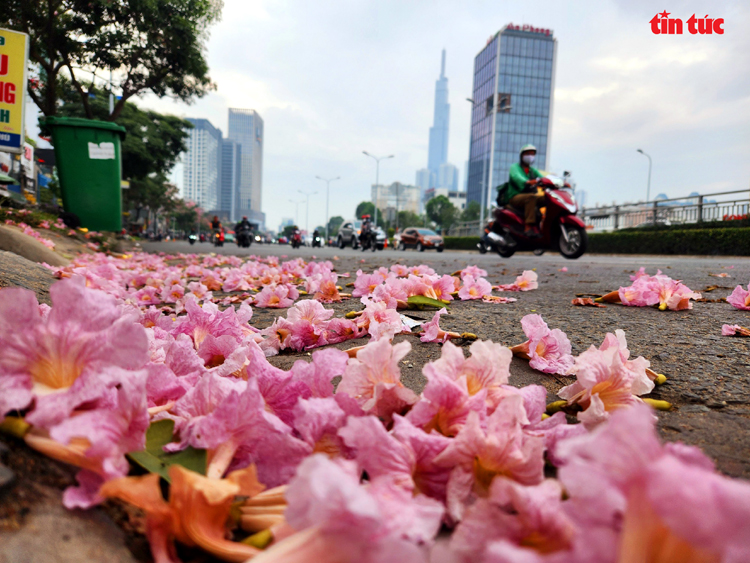 Ngắm hoa kèn hồng đẹp rạng ngời những con đường thành phố Hồ Chí Minh Chú thích ảnh