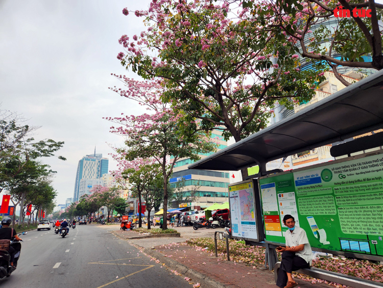 Ngắm hoa kèn hồng đẹp rạng ngời những con đường thành phố Hồ Chí Minh Chú thích ảnh