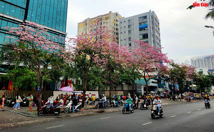 Ngắm hoa kèn hồng đẹp rạng ngời những con đường thành phố Hồ Chí Minh Chú thích ảnh