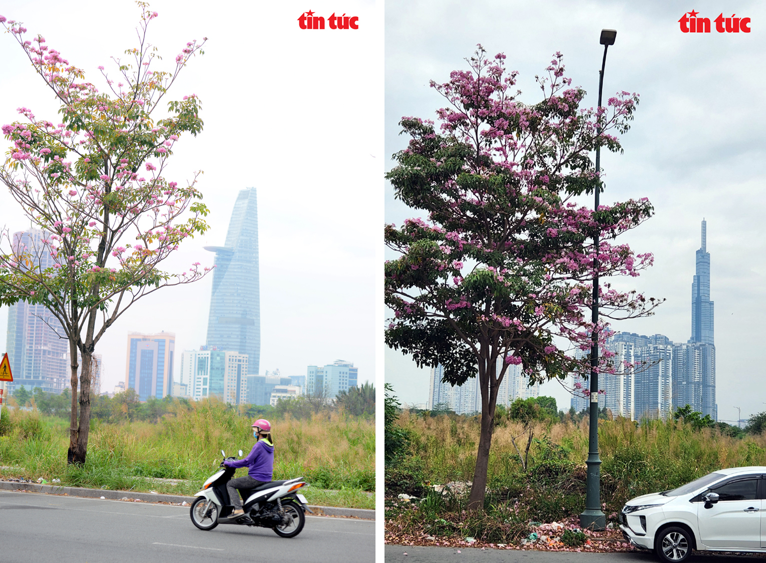 Ngắm hoa kèn hồng đẹp rạng ngời những con đường thành phố Hồ Chí Minh Chú thích ảnh