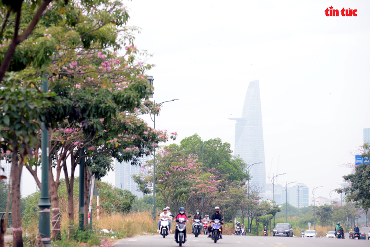 Ngắm hoa kèn hồng đẹp rạng ngời những con đường thành phố Hồ Chí Minh Chú thích ảnh